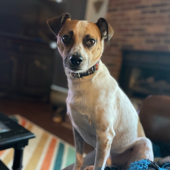 Meet your Posher, Jessie - Picture 7 of 7